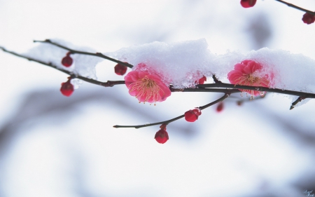 雪花_春天-校园文学